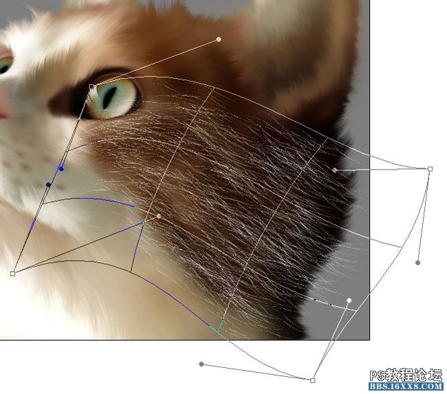 PS毛绒质感写实案例鼠绘小猫制作详解