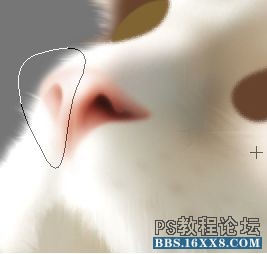 PS毛绒质感写实案例鼠绘小猫制作详解