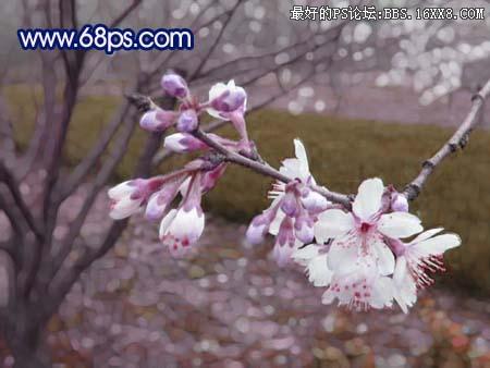 Photoshop调梦幻桃花效果