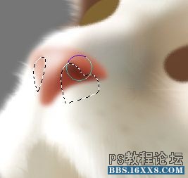 PS毛绒质感写实案例鼠绘小猫制作详解