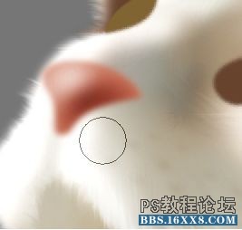 PS毛绒质感写实案例鼠绘小猫制作详解