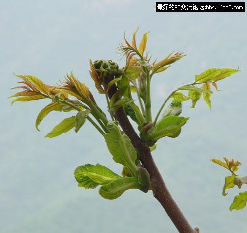 Photoshop通道摳圖實例教程