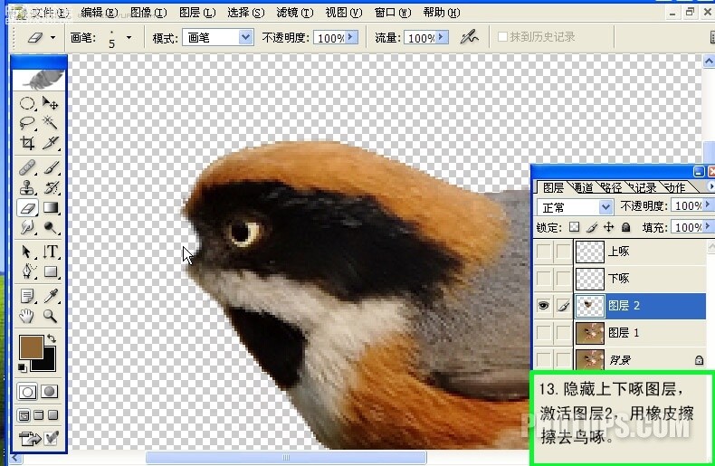 photoshop动图制作教程:会唱歌的小鸟