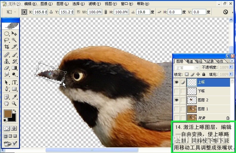 photoshop动图制作教程:会唱歌的小鸟