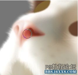 PS毛绒质感写实案例鼠绘小猫制作详解