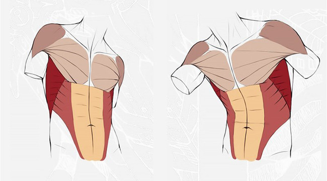 绘画知识，应该怎么画漫画？人体躯干肌肉画法详解