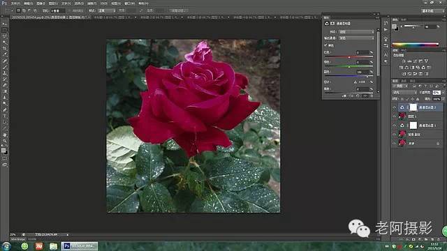 工具运用，用PS给颜色溢出严重的红色月季花校正颜色