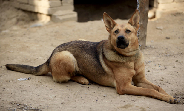 ps合成神犬狙击手