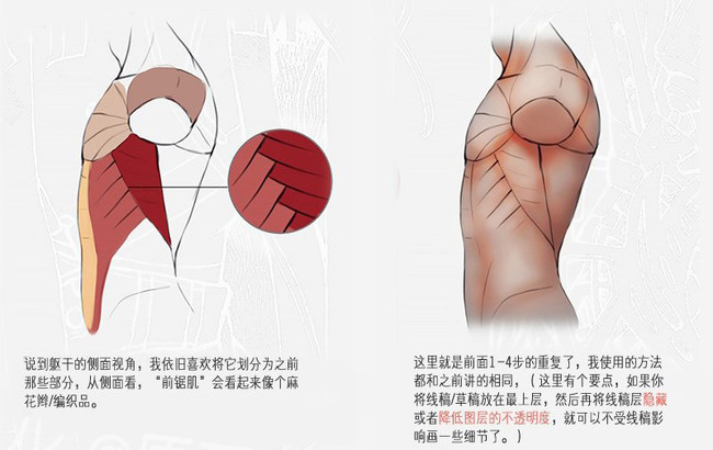 繪畫知識，應該怎么畫漫畫？人體軀干肌肉畫法詳解