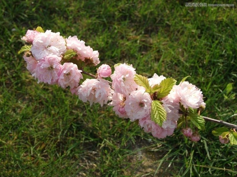 ps調出色彩斑斕的梅花背景