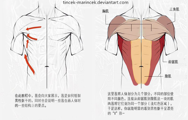 繪畫知識，應該怎么畫漫畫？人體軀干肌肉畫法詳解