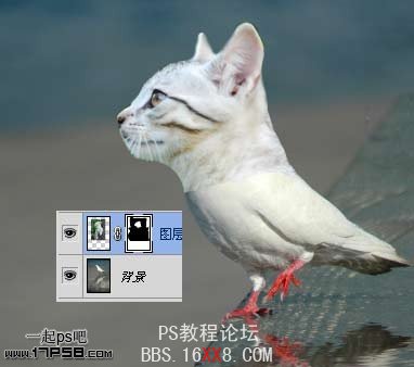 PhotoShop为鸽子换猫头的移花接木教程