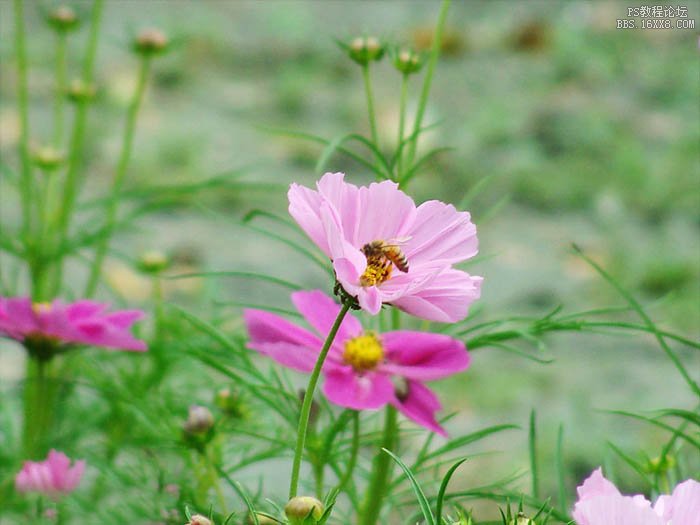 ps虛化花朵背景教程