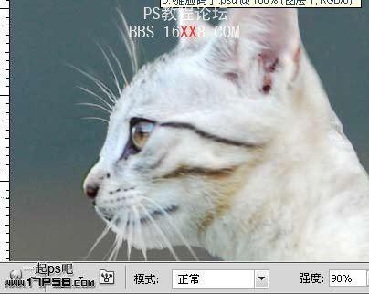 PhotoShop为鸽子换猫头的移花接木教程