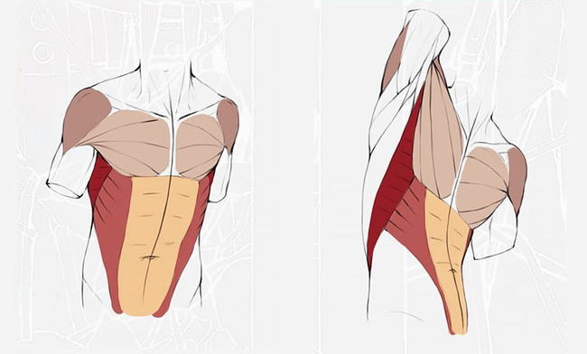 繪畫知識，應該怎么畫漫畫？人體軀干肌肉畫法詳解