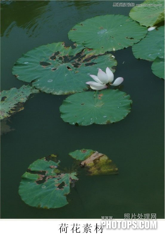 ps用荷花素材设计中国风水墨封面