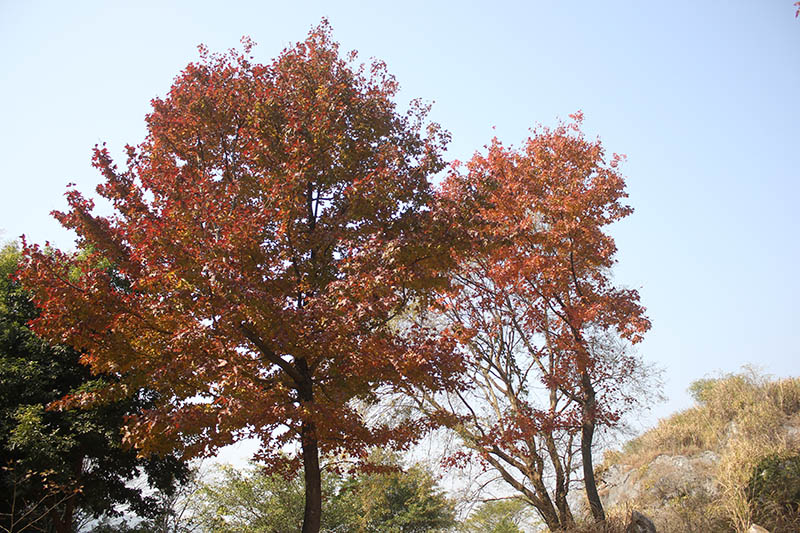 詳細解析后期調色葵花寶典終極版