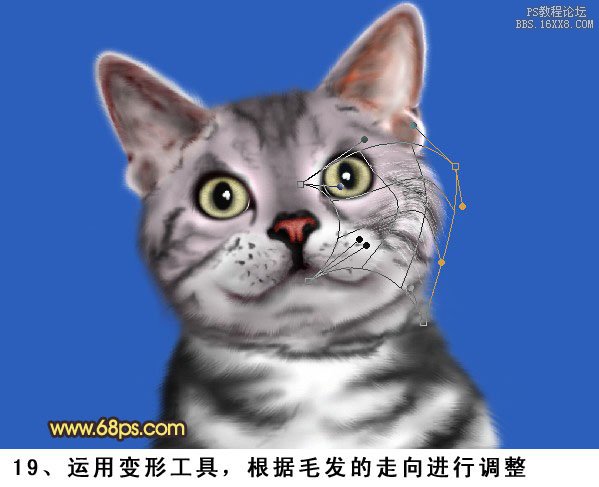 PS鼠绘神态可爱的小灰猫