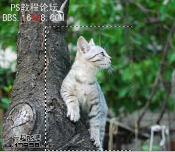 PhotoShop为鸽子换猫头的移花接木教程