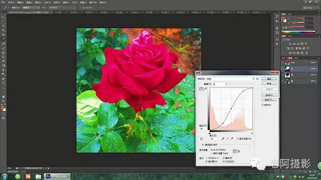 工具运用，用PS给颜色溢出严重的红色月季花校正颜色