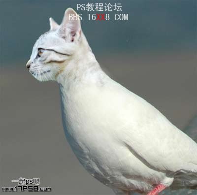 PhotoShop为鸽子换猫头的移花接木教程