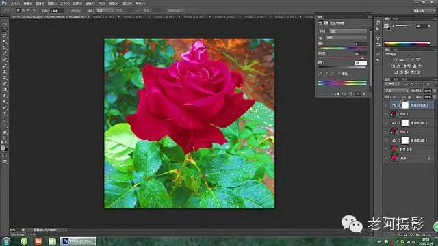 工具运用，用PS给颜色溢出严重的红色月季花校正颜色