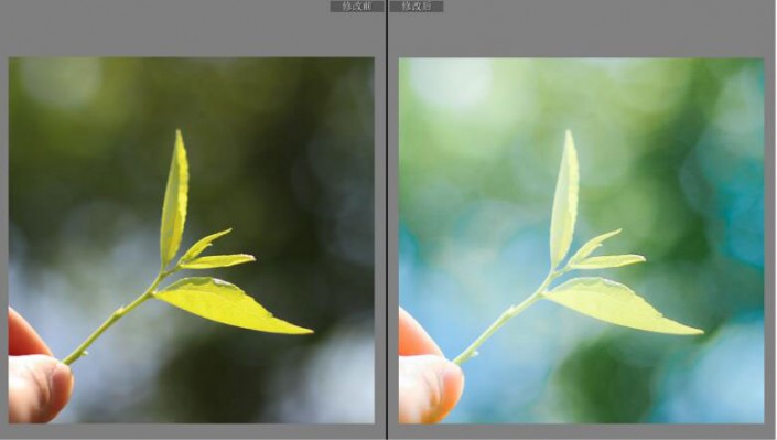 LR調色教程，通過LR給夏日靜物調出一種小清新色調
