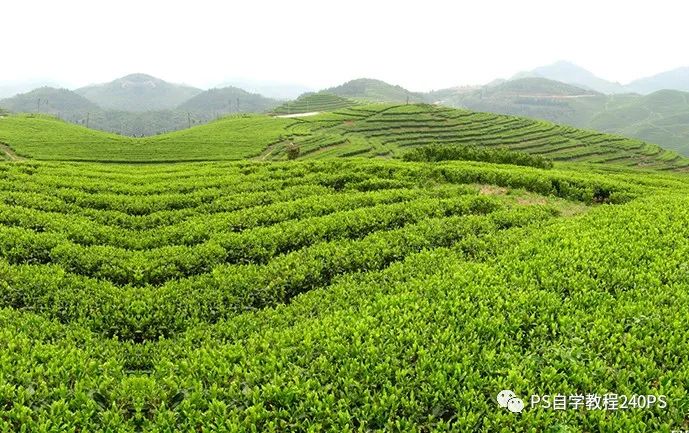 創(chuàng)意場(chǎng)景，合成紫砂壺中的生態(tài)茶山世界