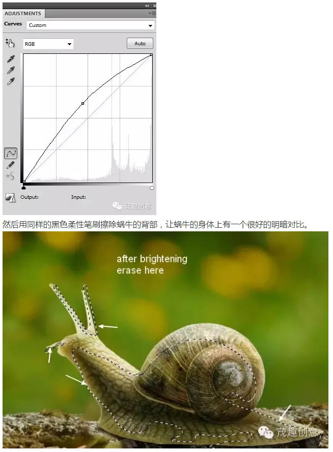 動物惡搞，合成背上長草的蝸牛圖片