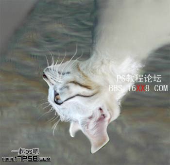 PhotoShop为鸽子换猫头的移花接木教程