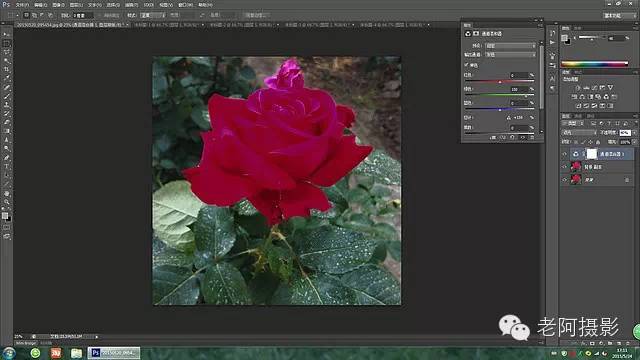 工具运用，用PS给颜色溢出严重的红色月季花校正颜色