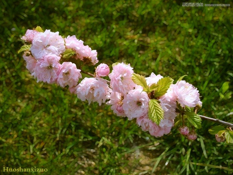 ps調出色彩斑斕的梅花背景