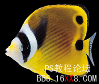 Photoshop動(dòng)畫(huà)教程：打造漂亮的動(dòng)態(tài)水族箱