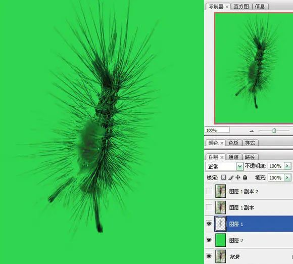 滤镜抠图，通过PS中的抽出滤镜给毛毛虫进行快速抠图