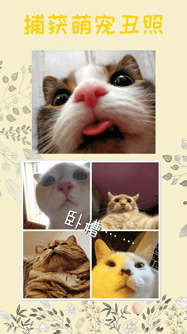 猫语器app