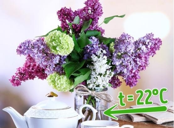 娟蝶鲜花app