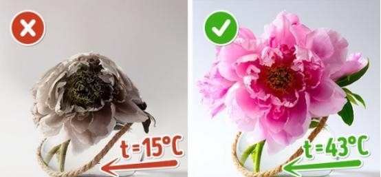 娟蝶鲜花app